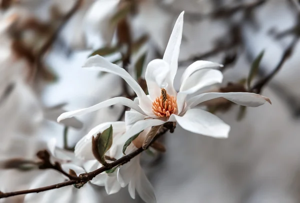 Blooming magnolia tree — Stock Photo, Image