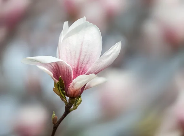 Kwiaty magnolii — Zdjęcie stockowe