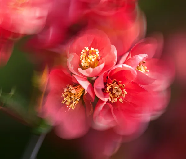 Marmelo de floração vermelho — Fotografia de Stock