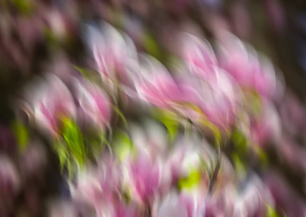 Kwiat magnolii streszczenie — Zdjęcie stockowe