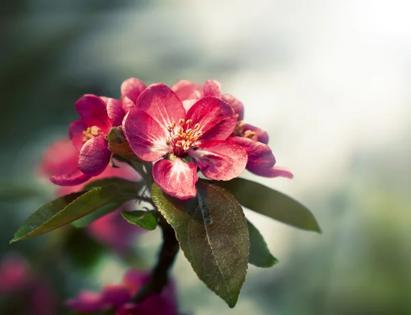 Branch with spring flowers blossoms — Stock Photo, Image