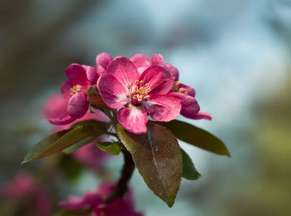 Branch with spring flowers blossoms — Stock Photo, Image