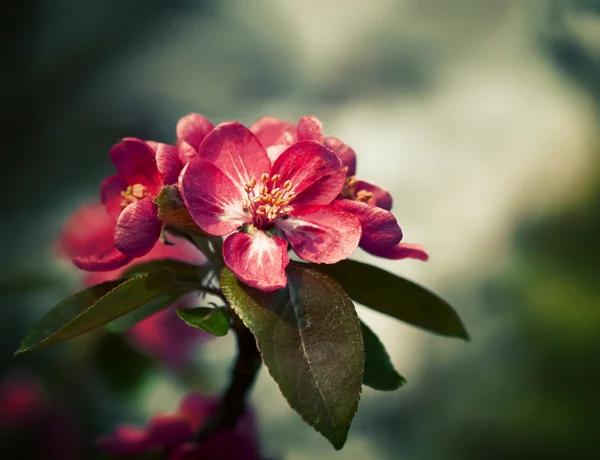 Gren med våren blommor blommor — Stockfoto