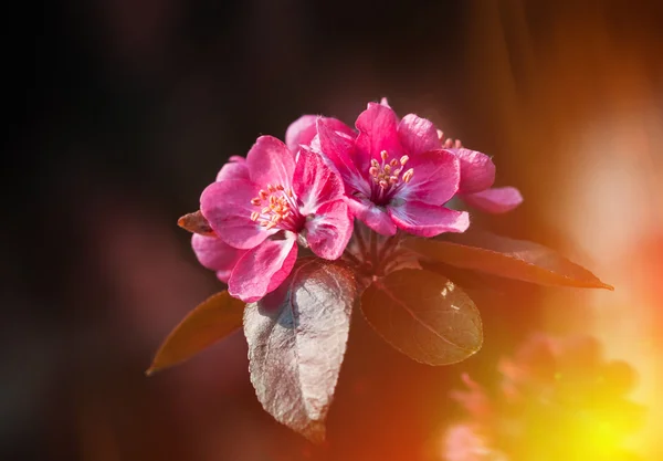 Rama con flores de primavera flores —  Fotos de Stock