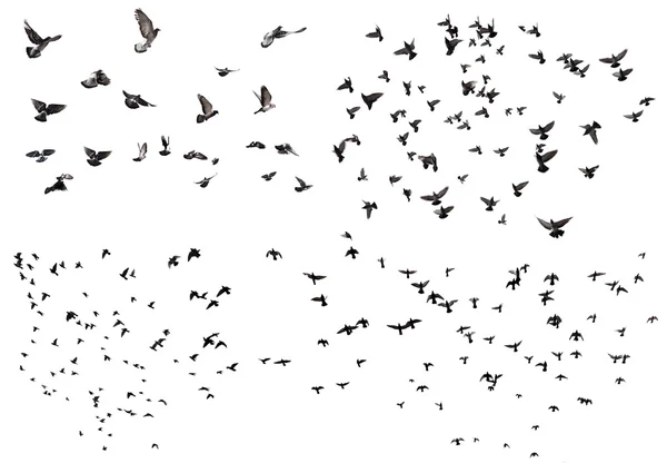 Ensemble oiseaux volants — Photo