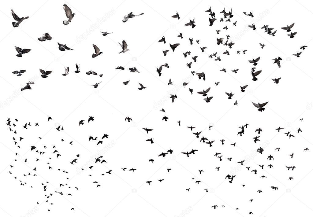 Flying birds set