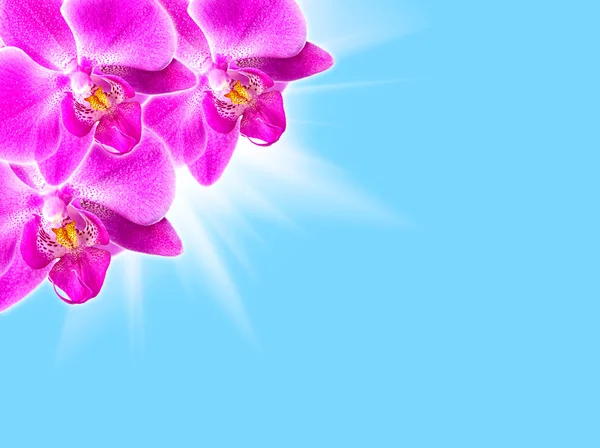 Rosa Orchidee auf blau — Stockfoto