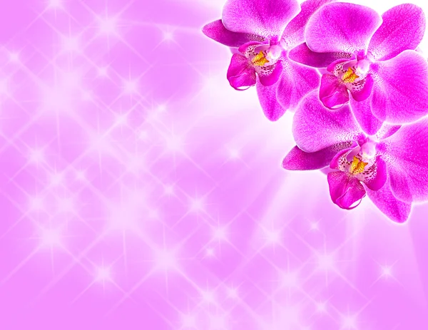Růžová orchidej na modré — Stock fotografie