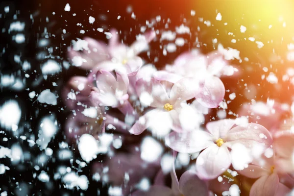 Yumuşak odak çiçek arka plan — Stok fotoğraf