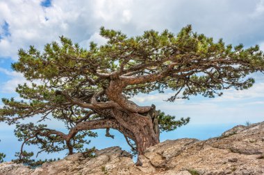 relict çam ağacı Kırım Dağları.