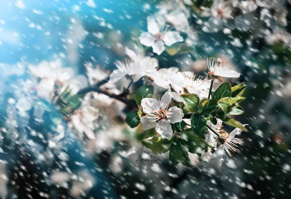 Spring flowers in a rainy day — Stock Photo, Image