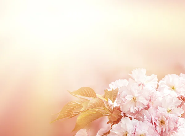 Sakura fiore di ciliegio — Foto Stock