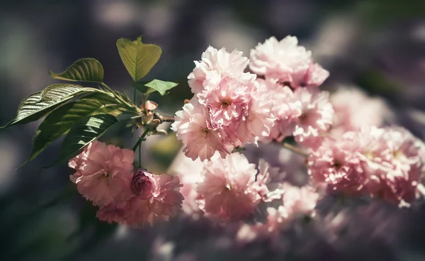 Sakura třešňový květ květ — Stock fotografie