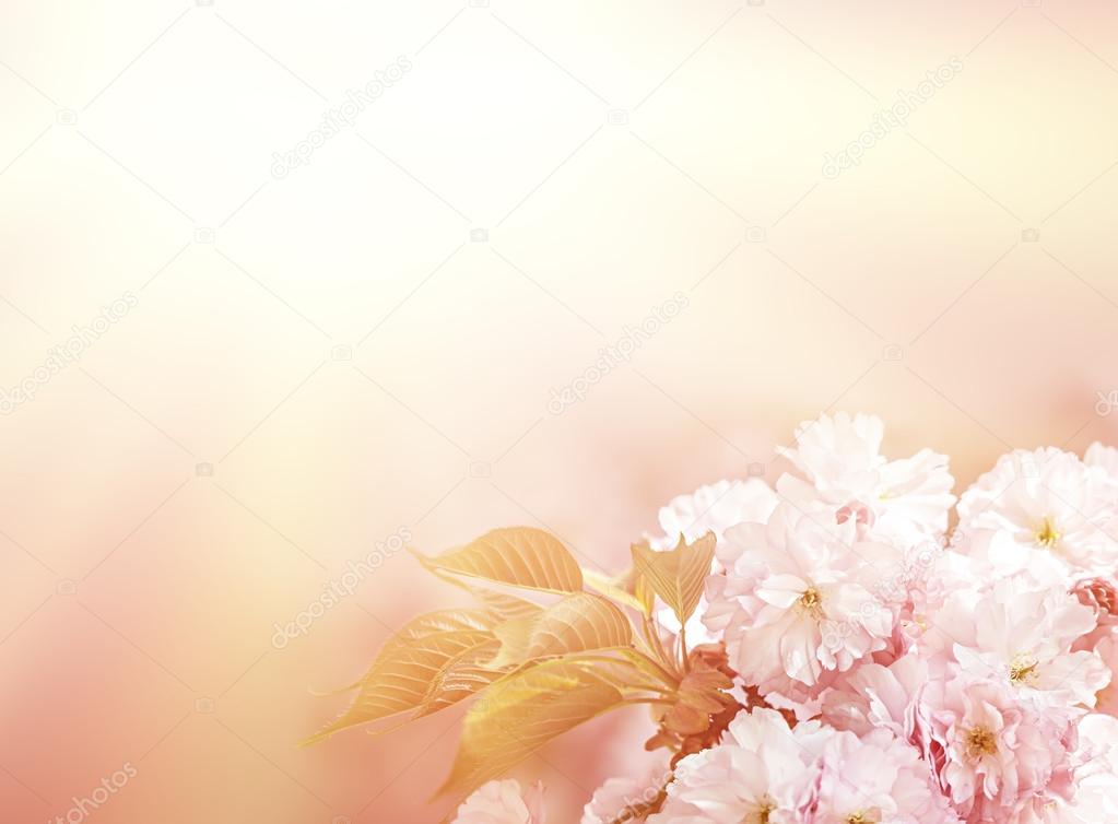 Sakura cherry flower blossom