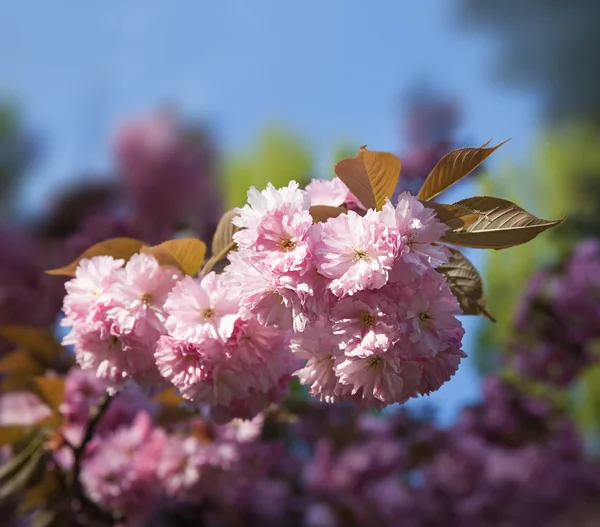 Sakura cherry bloem — Stockfoto