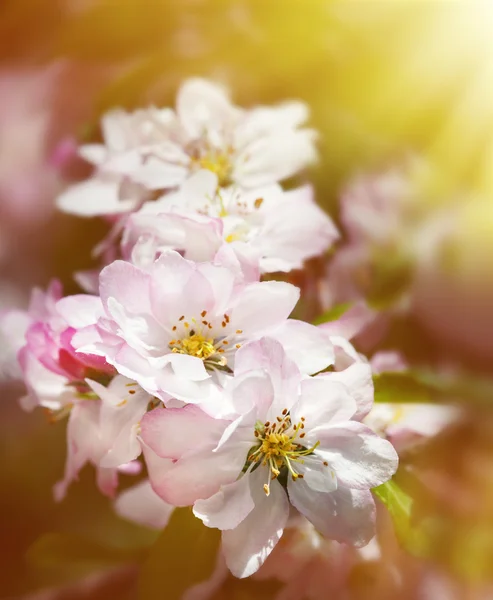 Bahar çiçek çiçekler — Stok fotoğraf