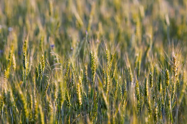 Fresh spring green and yellow wheat field ears — Stock Photo, Image