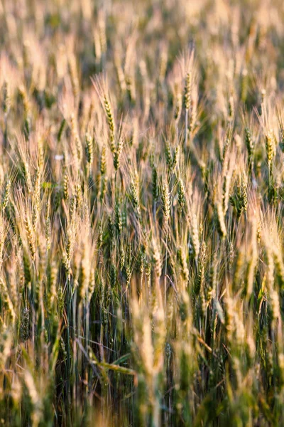 Fresh spring green and yellow wheat field ears — Stock Photo, Image