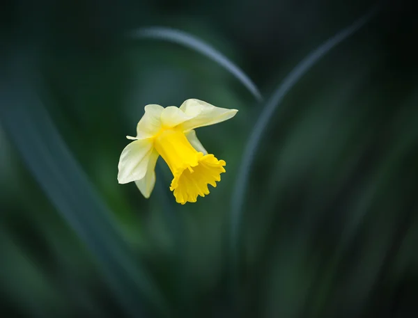 Narcisse fleur sur fond d'herbe floue — Photo