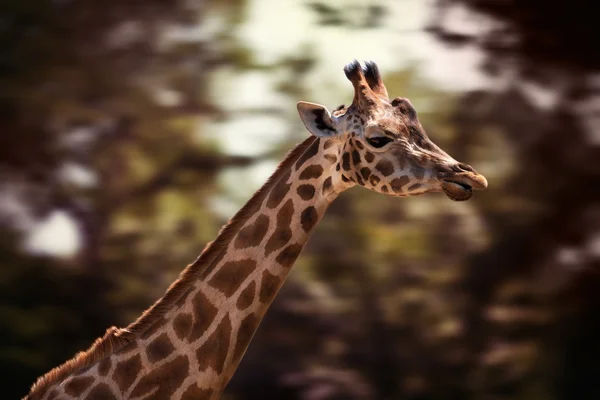 Retrato de una jirafa joven — Foto de Stock