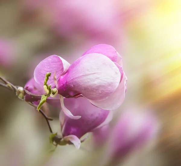 Blühende Magnolienblüten — Stockfoto