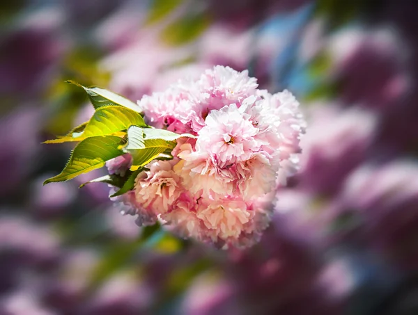 Sakura. třešňový květ větev — Stock fotografie