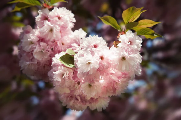 Sakura. gałąź kwiat wiśni — Zdjęcie stockowe