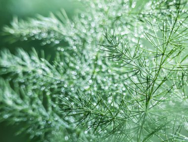 Soyut doğa bulanık arka plan