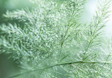 Soyut doğa bulanık arka plan