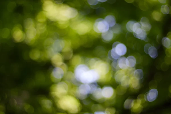 Hojas verdes con bokeh —  Fotos de Stock