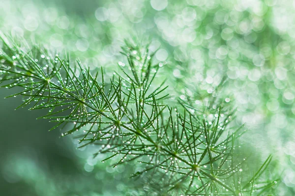 Streszczenie natura niewyraźne — Zdjęcie stockowe