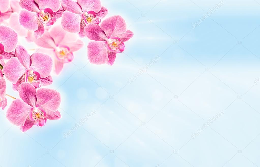 Colorful pink orchid on abstract blurred background