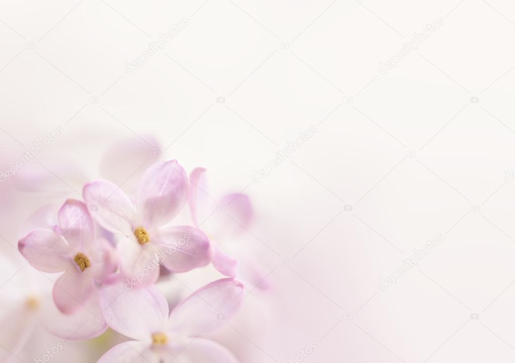 Flowers background