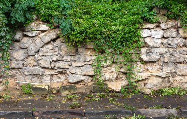 An aged stone wall is covered in lush green plants, creating a beautiful natural texture
