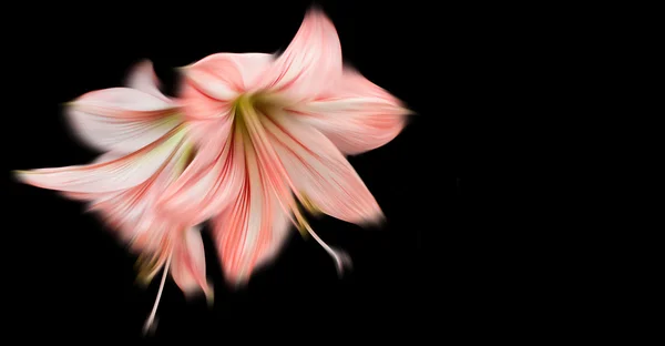 Siyah arka plan üzerine bulanık amaryllis çiçekler — Stok fotoğraf