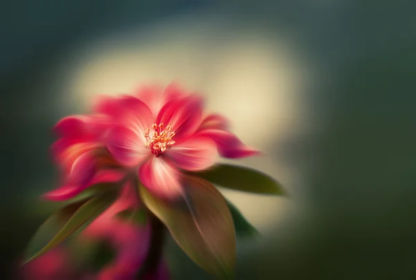 Branch with spring flowers blossoms — Stock Photo, Image