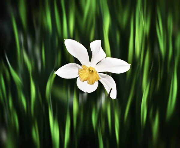 Narcissus — Stock Photo, Image