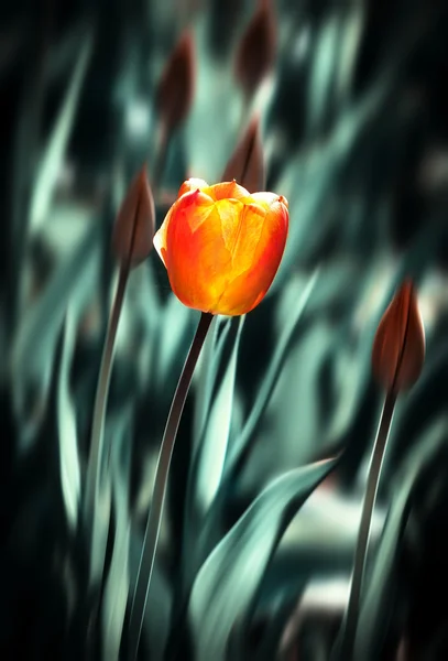 Rote Tulpe — Stockfoto