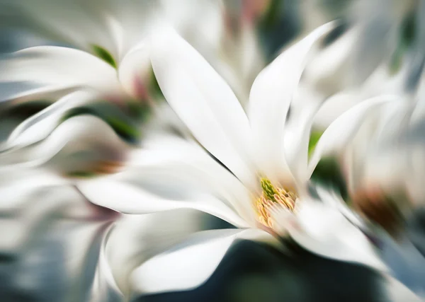 Imagen borrosa abstracta de flores de magnolia —  Fotos de Stock