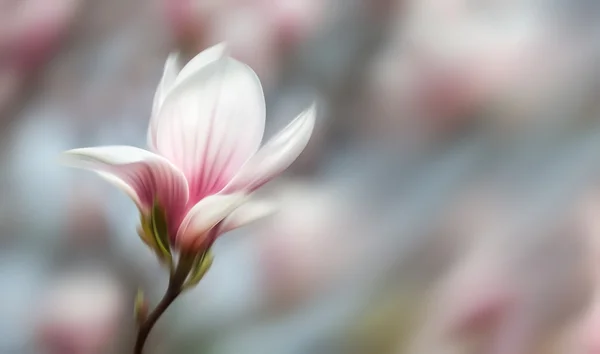 Fiori di Magnolia — Foto Stock