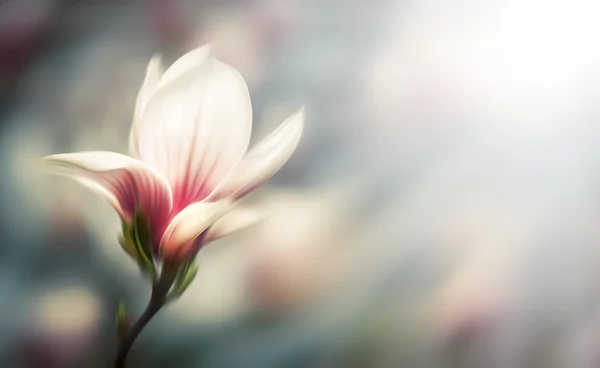 Magnolia bloemen — Stockfoto