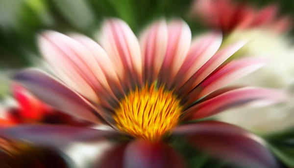 Bela flor — Fotografia de Stock