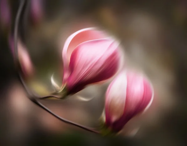 Flores florecientes de magnolia — Foto de Stock