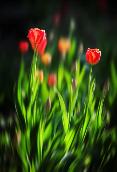 Červené tulipány — Stock fotografie