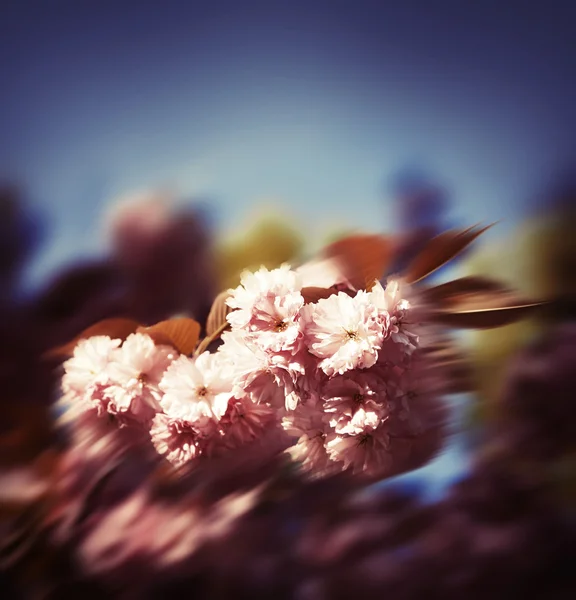 Sakura cherry flower — Stock Photo, Image