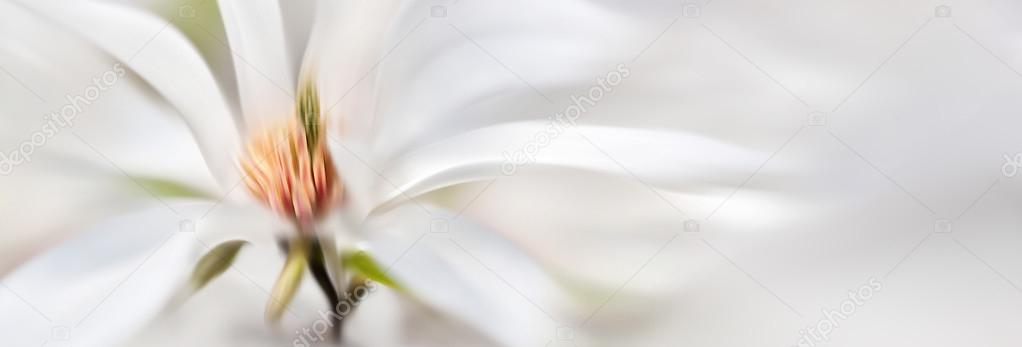 Blooming magnolia tree