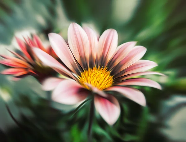 Abstract blurred flowers — Stock Photo, Image