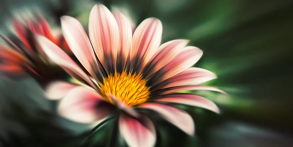 추상 흐린된 꽃 — 스톡 사진