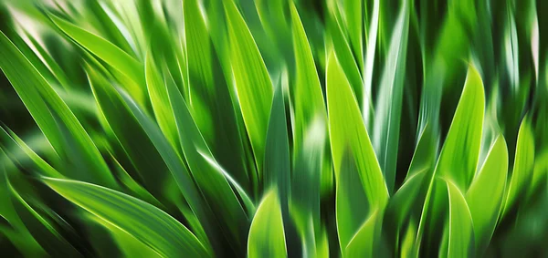 Abstracte wazig groen gras. — Stockfoto