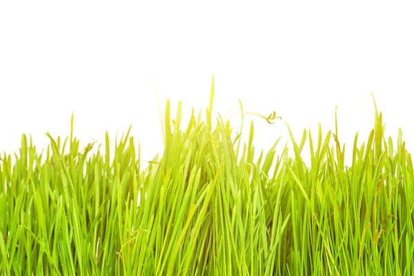 Mariquita en hoja verde fresca aislada. Fondo de primavera —  Fotos de Stock